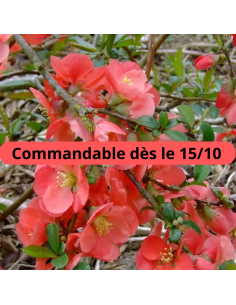 Cognassier du Japon - Chaenomeles Japonica