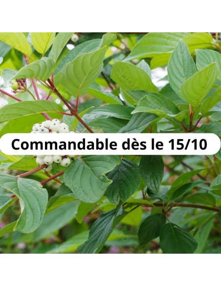 Cornouiller blanc - Cornus Alba