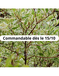 Cornouiller panaché - Cornus Alba Elegantissima