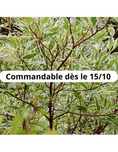 Cornouiller blanc Elegantissima - Racines nues