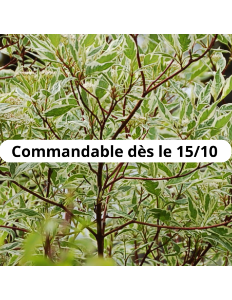 Cornouiller blanc Elegantissima - Racines nues