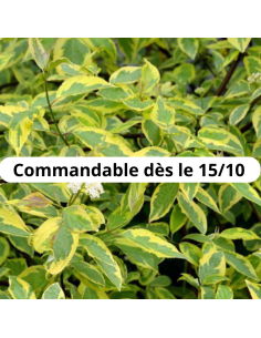 Cornouiller blanc Gouchaultii - Cornus Alba Gouchaultii