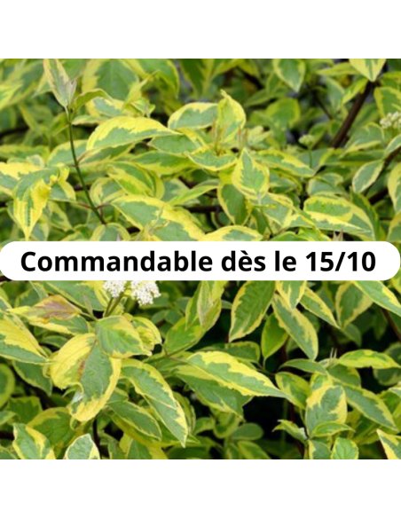 Cornouiller blanc Gouchaultii - Cornus Alba Gouchaultii