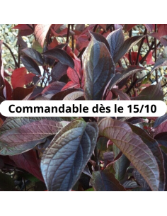 Cornouiller blanc Kesselringii