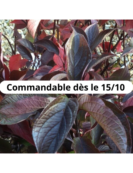 Cornouiller blanc Kesselringii - Cornus Alba