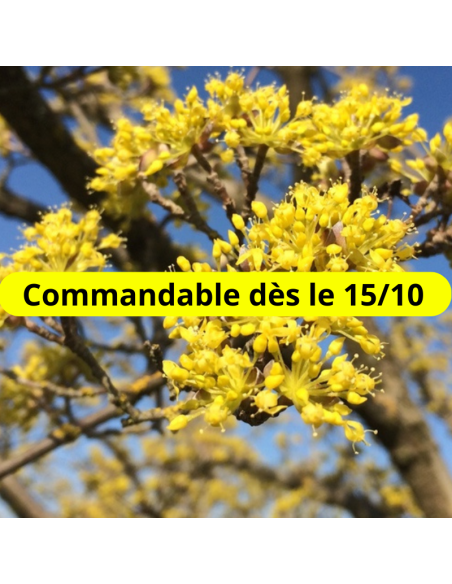 Cornouiller mâle - Cornus Mas