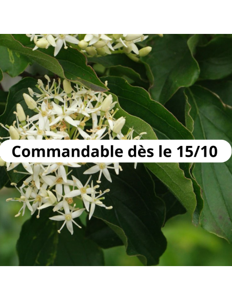 Cornouiller sanguin - Cornus Sanguinea