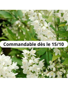 Deutzie Grêle - Deutzia gracilis