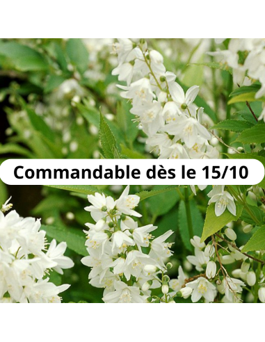 Deutzie Grêle - Deutzia gracilis