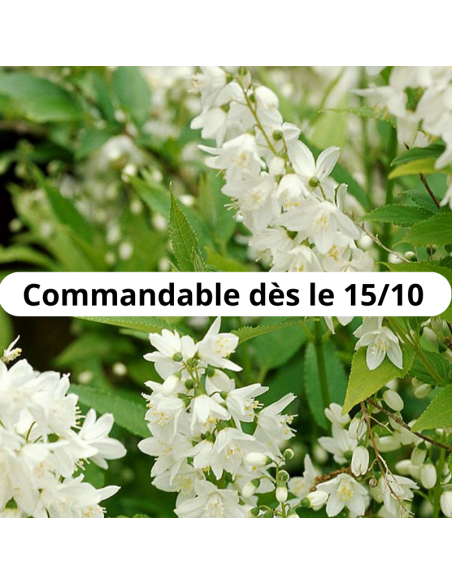 Deutzie Grêle - Deutzia gracilis