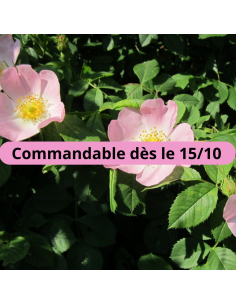 Eglantier - rosier des chiens - rosa canina