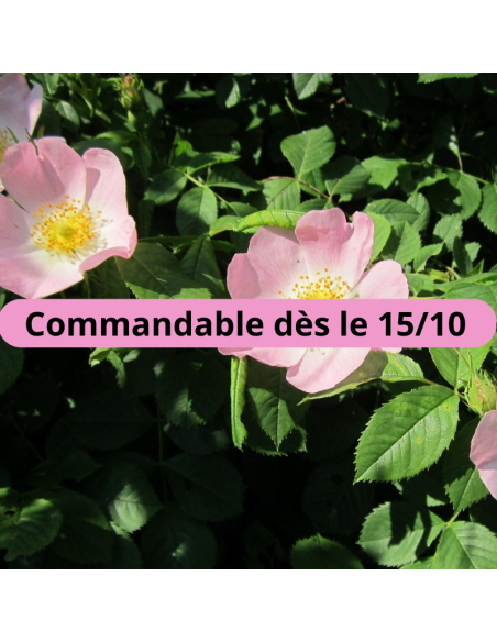 Eglantier - rosier des chiens - rosa canina