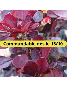 Epine vinette de Thunberg pourpre