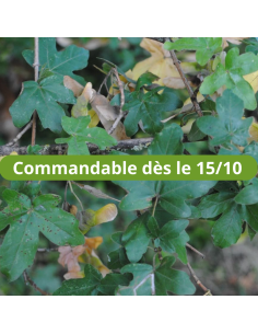 Erable champêtre - Acer Campestre