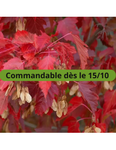 Erable Ginnala - Acer Tataricum Ginnala