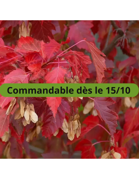 Erable Ginnala - Acer Tataricum Ginnala