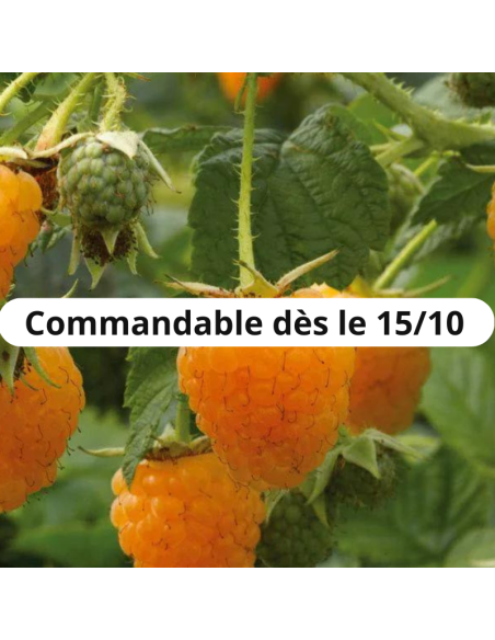 Framboisier jaune Fallgold - Racines nues