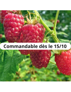 Framboisier Glen Clova - Racines nues
