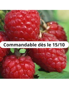 Framboisier Heritage - Racines nues