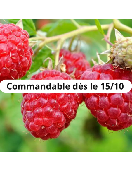 Framboisier Zeva - Racines nues