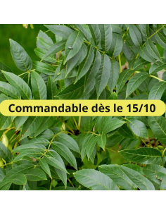 Frêne commun - Fraxinus Excelcior