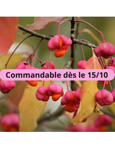 Fusain d'Europe - Euonymus Europeus