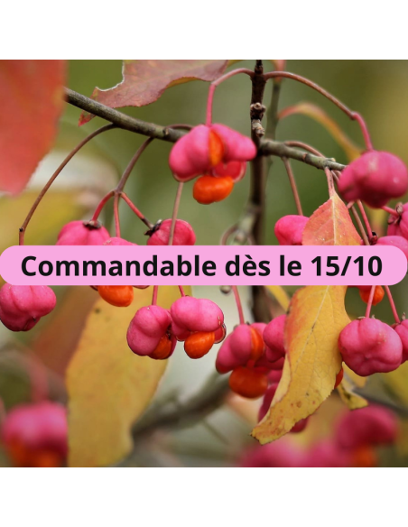 Fusain d'Europe - Euonymus Europeus