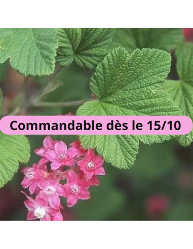 Groseiller à fleurs - Ribes Sanguineum
