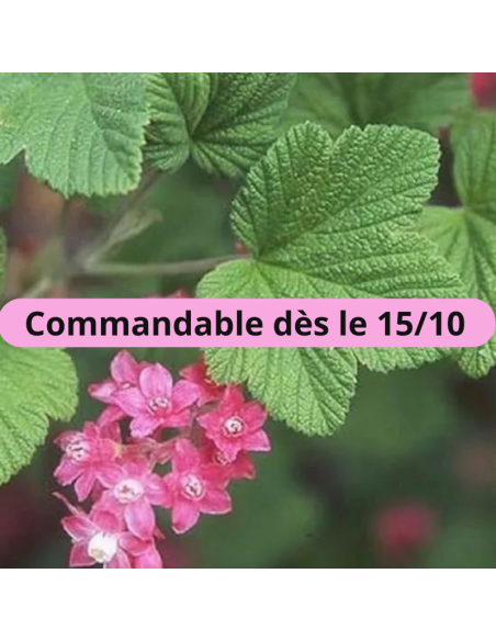 Groseiller à fleurs - Ribes Sanguineum