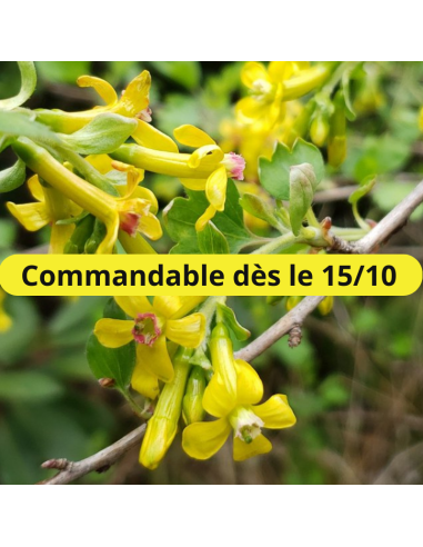 Groseiller doré - Ribes odoratum