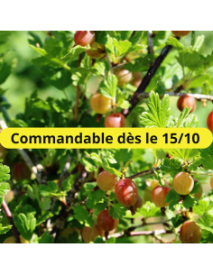 Groseiller maquereaux - Ribes Uva Crispa