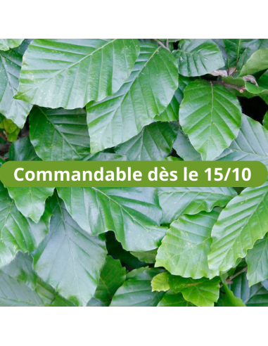 Hêtre commun - Fagus Sylvatica