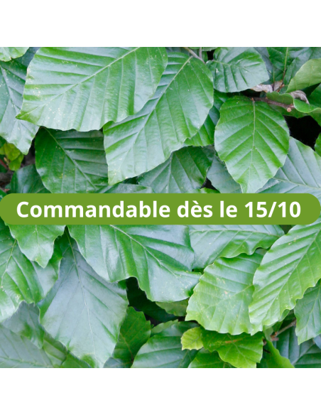 Hêtre commun - Fagus Sylvatica
