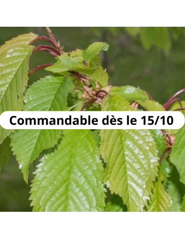 Merisier - cerisier des oiseaux - Prunus Avium