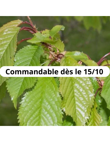 Merisier - cerisier des oiseaux - Prunus Avium