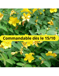 Millepertuis arbustif - Hypericum Hidcote