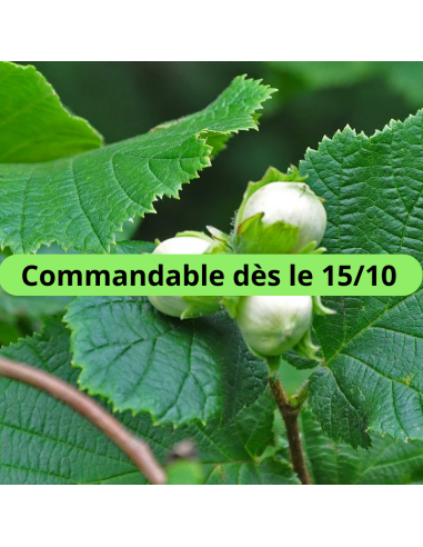 Noisetier commun - Corylus Avellana