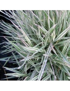 Houlque "Albovariegatus"