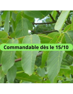 Noyer commun - Juglans Regia