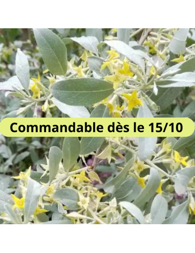 Olivier de Bohême - Eaelagnus Angustifolia