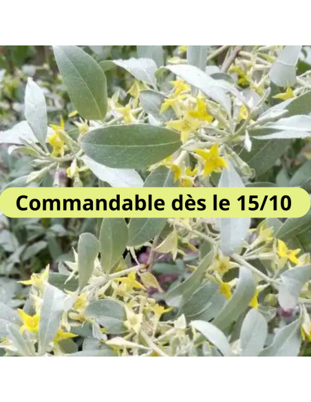 Olivier de Bohême - Eaelagnus Angustifolia