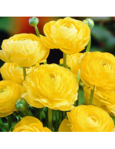 10 Bulbes de Renoncule des fleuristes