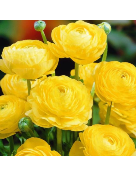 10 Bulbes de Renoncule des fleuristes