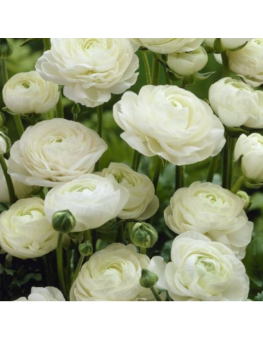 10 Bulbes de Renoncule des fleuristes