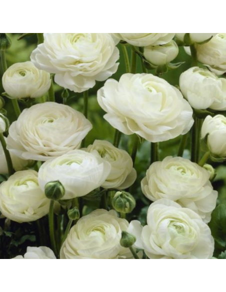 10 Bulbes de Renoncule des fleuristes