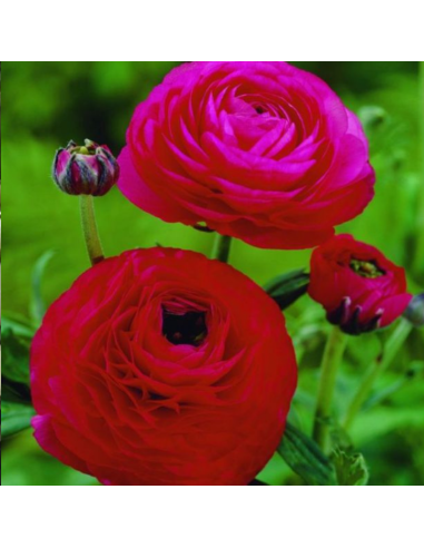 10 Bulbes de Renoncule des fleuristes