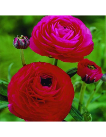 10 Bulbes de Renoncule des fleuristes