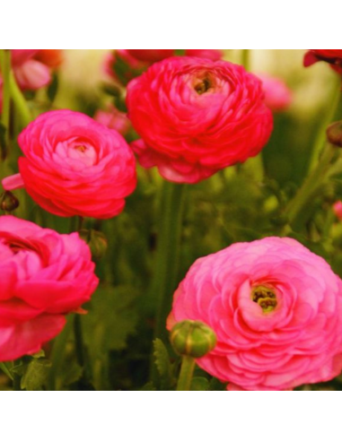10 Bulbes de Renoncule des fleuristes