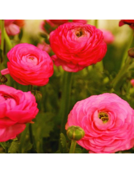 10 Bulbes de Renoncule des fleuristes