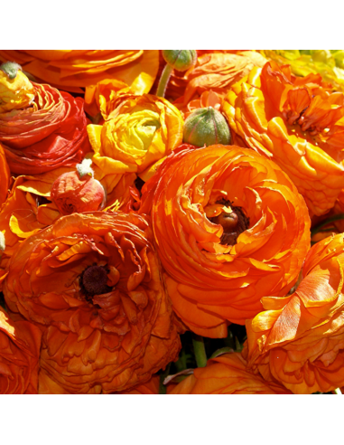 10 Bulbes de Renoncule des fleuristes